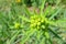 Spurge plant in the garden, closeup