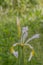 Spurious Iris spuria subsp. carthaliniae a yellow blotched white flower