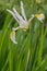 Spurious Iris spuria subsp. carthaliniae, yellow blotched white flower