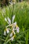 Spurious Iris spuria subsp. carthaliniae, with yellow blotched white flowers