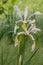 Spurious Iris spuria subsp. carthaliniae, yellow blotched white flowers