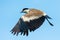 Spurr-Winged Plover in Flight