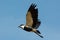 Spurr-Winged Plover in Flight