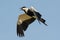 Spurr-Winged Plover in Flight