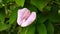 Spurred Butterfly Pea (Centrosema virginianum) flower
