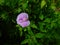 Spurred butterfly pea flower