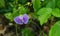 Spurred Butterfly Pea â€“ Centrosema virginianum