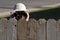 Spying over fence with binoculars