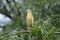 Squacco Heron Ardeola ralloides