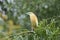 Squacco Heron Ardeola ralloides