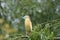 Squacco Heron Ardeola ralloides