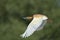 Squacco Heron - Ardeola ralloides