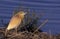 Squacco heron, Ardeola ralloides