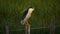 Squacco heron, Ardeola ralloides, in the Camargue, France