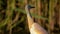 Squacco Heron Ardeola ralloides close up, portrait, calm