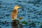 Squacco Heron Ardeola ralloides in Danube Delta, Romania