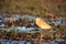 The squacco heron Ardeola ralloides standing in a swamp on the banks of the river.A small African heron with a yellow eye in the