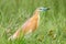 Squacco heron in bright breeding plumage sits on the green grass