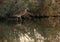 Squacco Heron with dramatic reflection on water at Asker marsh, Bahrain