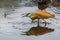 Squacco Heron eating a fish in Kruger National Park