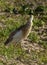 A squacco heron in feeding area