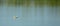 A Squacco Heron in flight over lagoon