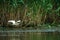 Squacco Heron flying above water