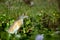 Squacco heron, Lake Naivasha, Kenya