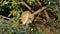 Squacco heron preening in a tree