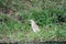 Squacco heron, Queen Elizabeth National Park, Uganda