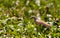 A Squacco Heron in itÂ´s habitat