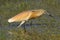 Squacco Heron with Salamander