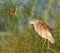 Squacco Heron sitting in reeds