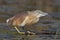 Squacco Heron sitting on a water lilly