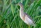 Squacco heron stands on a green lake reed