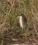 Squacco heron in tall grass