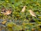Squacco herons on a field of pond lilies in Danube Delta, Romania