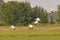 Squadron of American white pelicans flying during the summer in the Crex Meadows Wildlife Area - mainly wetlands area