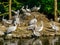 Squadron of dalmatian pelicans at their nest, common water bird specie from Europe