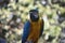 Squaking Blue and Gold Macaw Parrot