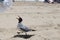 Squaking seagull