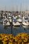 Squalicum Harbor in Bellingham, Washington, is Decorated with Spring Flowers Along the Promenade.