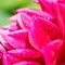 Square backdrop made of sunlit wet blooming red scarlet petals flower with tiny waterdrops on green bokeh effect.Floral