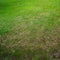 The square background of a lawn with bald spots