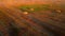 Square bales pressed wheat straw lie on field after wheat harvest at sunset dawn