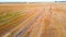 Square bales pressed wheat straw lie on field after wheat harvest at sunset dawn