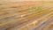 Square bales pressed wheat straw lie on field after wheat harvest at sunset dawn