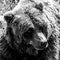A square black and white sized portrait of a brown grizzly bear lying in the grass. The mammal is a dangerous predator animal, but