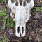 Square Bottom close up of white skull with teeth of a dead animal in the wilderness