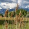 Square Close up of brown grasses against grassy field trees mountain and cloudy sky